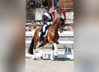 Oldenbourg, Hongre, 14 Ans, 171 cm, Bai cerise