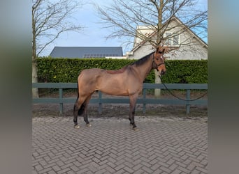 Oldenbourg, Hongre, 14 Ans, 172 cm, Bai