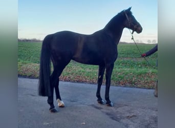 Oldenbourg, Hongre, 14 Ans, 174 cm, Bai brun foncé