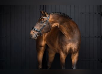 Oldenbourg, Hongre, 14 Ans, 176 cm, Bai brun