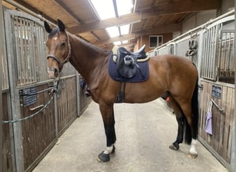 Oldenbourg, Hongre, 14 Ans, 179 cm, Bai