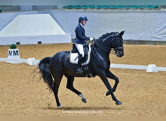 Oldenbourg, Hongre, 15 Ans, 178 cm, Bai brun foncé