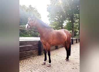 Oldenbourg, Hongre, 16 Ans, 170 cm, Bai