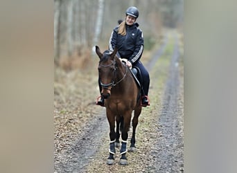 Oldenbourg, Hongre, 16 Ans, 170 cm, Bai