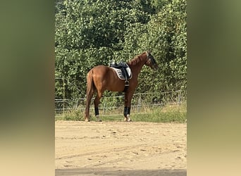 Oldenbourg, Hongre, 16 Ans, 178 cm, Alezan