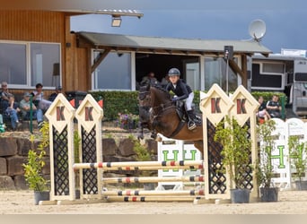 Oldenbourg, Hongre, 17 Ans, 158 cm, Bai