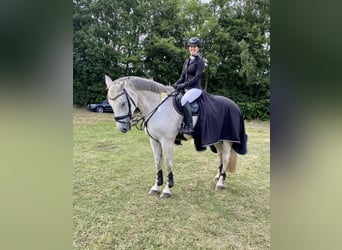 Oldenbourg, Hongre, 17 Ans, 165 cm, Gris