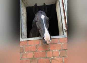 Oldenbourg, Hongre, 18 Ans, 170 cm, Noir