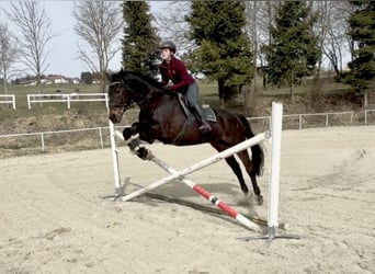 Oldenbourg, Hongre, 18 Ans, 174 cm, Bai brun