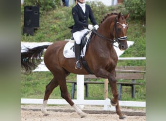 Oldenbourg, Hongre, 19 Ans, 173 cm, Alezan brûlé