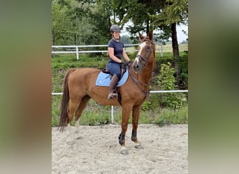 Oldenbourg, Hongre, 19 Ans, 175 cm, Alezan