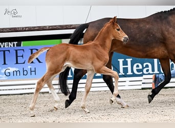Oldenbourg, Hongre, 1 Année, 170 cm, Alezan
