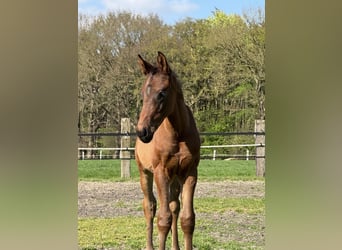 Oldenbourg, Hongre, 1 Année, 170 cm, Bai