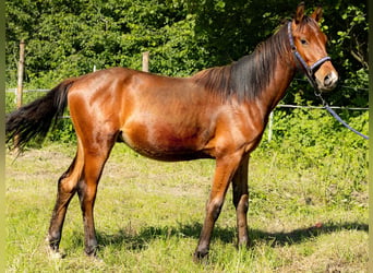 Oldenbourg, Hongre, 2 Ans, 160 cm, Bai cerise