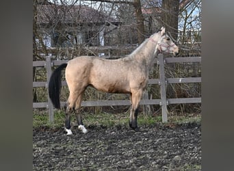 Oldenbourg, Hongre, 2 Ans, 164 cm, Buckskin