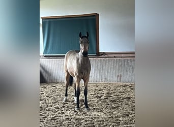 Oldenbourg, Hongre, 2 Ans, 164 cm, Buckskin