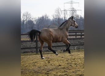 Oldenbourg, Hongre, 2 Ans, 164 cm, Buckskin