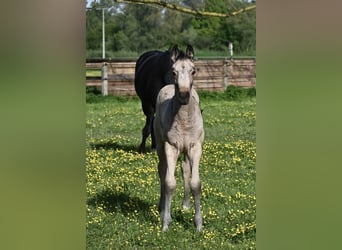 Oldenbourg, Hongre, 2 Ans, 164 cm, Buckskin