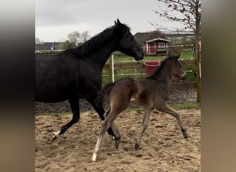 Oldenbourg, Hongre, 2 Ans, 167 cm, Bai brun
