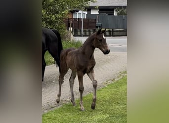 Oldenbourg, Hongre, 2 Ans, 167 cm, Bai brun