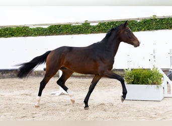 Oldenbourg, Hongre, 2 Ans, 167 cm, Bai