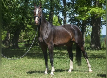 Oldenbourg, Hongre, 2 Ans, 168 cm, Bai cerise