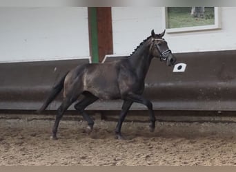 Oldenbourg, Hongre, 2 Ans, 168 cm, Gris (bai-dun)