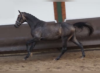 Oldenbourg, Hongre, 2 Ans, 168 cm, Gris (bai-dun)