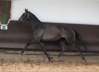 Oldenbourg, Hongre, 2 Ans, 168 cm, Gris (bai-dun)