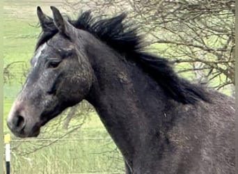 Oldenbourg, Hongre, 2 Ans, 168 cm, Gris