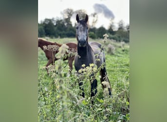 Oldenbourg, Hongre, 2 Ans, 168 cm, Gris