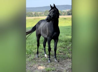 Oldenbourg, Hongre, 2 Ans, 168 cm, Gris