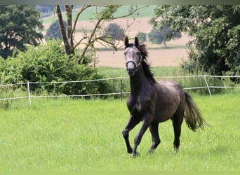 Oldenbourg, Hongre, 2 Ans, 168 cm, Gris