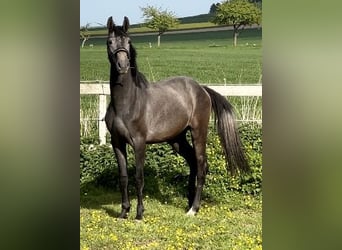 Oldenbourg, Hongre, 2 Ans, 168 cm, Gris