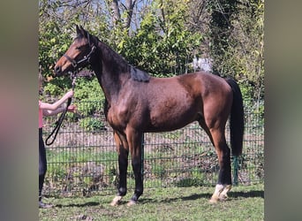 Oldenbourg, Hongre, 2 Ans, 169 cm, Bai brun