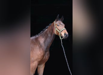 Oldenbourg, Hongre, 2 Ans, 169 cm, Bai brun