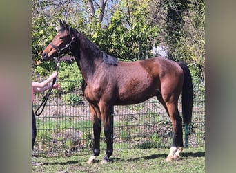 Oldenbourg, Hongre, 2 Ans, 169 cm, Bai brun