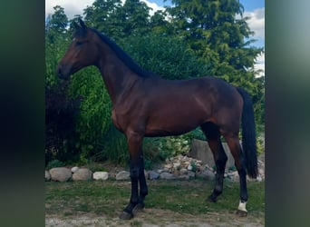 Oldenbourg, Hongre, 2 Ans, 170 cm, Bai brun
