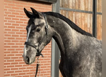 Oldenbourg, Hongre, 2 Ans, 170 cm, Gris