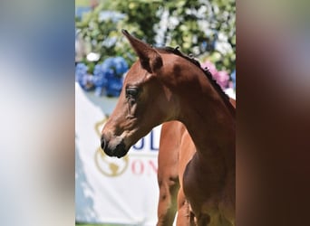 Oldenbourg, Hongre, 2 Ans, 172 cm, Bai brun