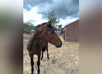 Oldenbourg, Hongre, 2 Ans, 172 cm, Bai brun