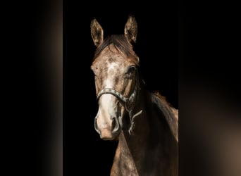 Oldenbourg, Hongre, 2 Ans, 173 cm, Gris