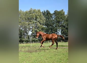 Oldenbourg, Hongre, 2 Ans, 175 cm, Alezan