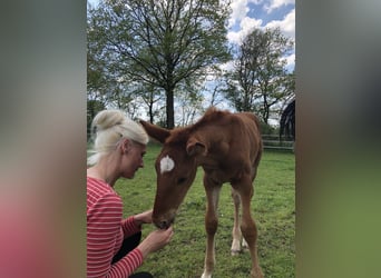 Oldenbourg, Hongre, 2 Ans, 175 cm, Alezan