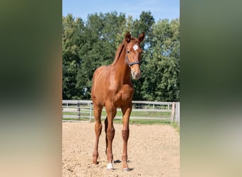 Oldenbourg, Hongre, 2 Ans, 175 cm, Alezan