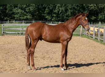 Oldenbourg, Hongre, 2 Ans, 175 cm, Alezan