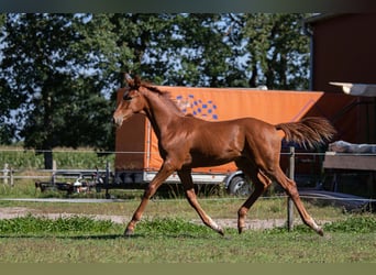 Oldenbourg, Hongre, 2 Ans, 175 cm, Alezan