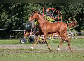 Oldenbourg, Hongre, 2 Ans, 175 cm, Alezan