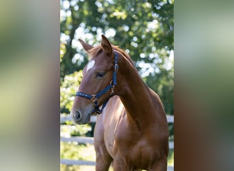 Oldenbourg, Hongre, 2 Ans, 175 cm, Alezan