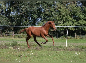 Oldenbourg, Hongre, 2 Ans, 175 cm, Alezan